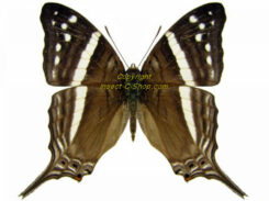 Marpesia crethon
