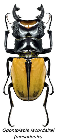 Odontolabis lacordairei ( mesodonte )