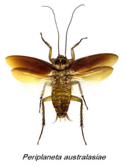 Periplaneta australasiae ( spread )