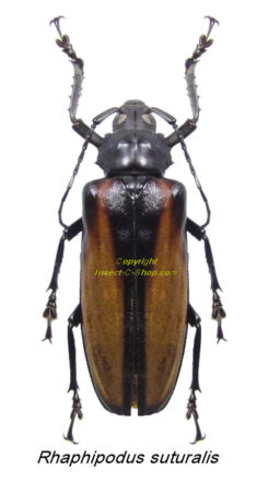 Rhaphipodus suturalis