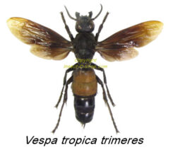 Vespa tropica trimeres ( spread )