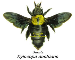 Xylocopa aestuans ( spread )