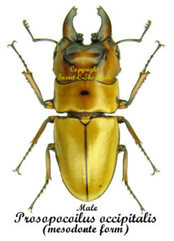 Prosopocoilus occipitalis astericus ( mesodonte )