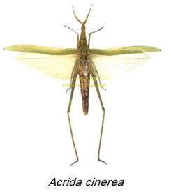Acrida cinerea ( spread )