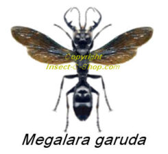 Megalara garuda ( spread ) RARE
