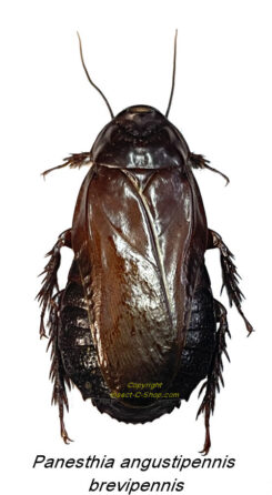 Panesthia angustipennis brevipennis