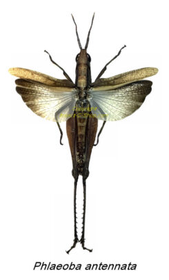 Phlaeoba antennata ( spread )