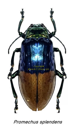 Promechus splendens