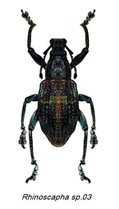 Rhinoscapha sp 03