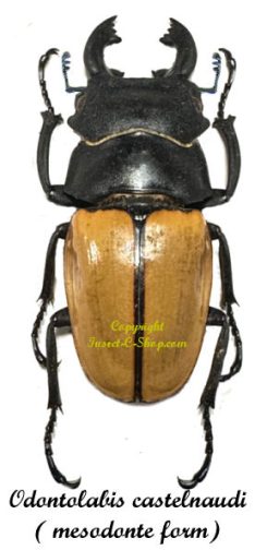 Odontolabis castelnaudi castelnaudi ( mesodonte )