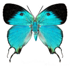 Lycaenidae