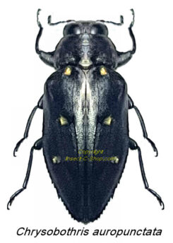 Chrysobothris auropunctata