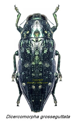 Dicercomorpha grosseguttata