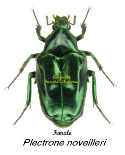 Plectrone noveilleri ( green )