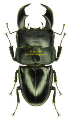 Dorcus