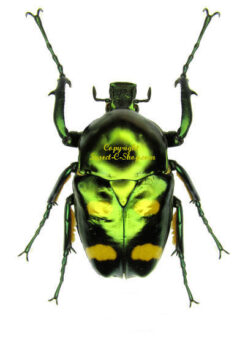Asia / Oceania - Cetonidae