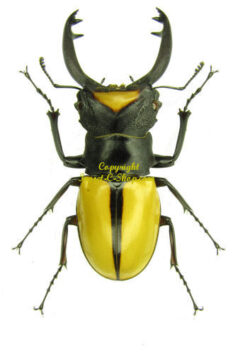 Odontolabis
