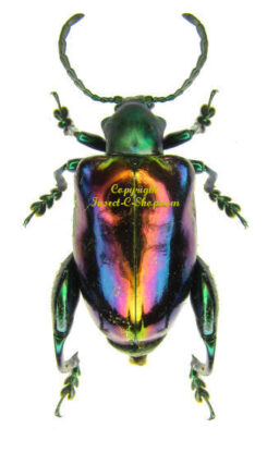 Chrysomelidae