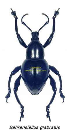 Behrensiellus glabratus