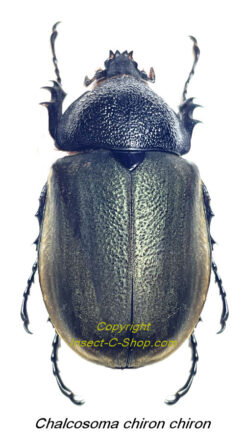 Chalcosoma chiron chiron