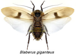 Blaberus giganteus ( spread )