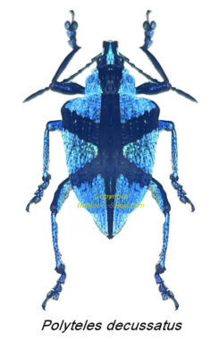 Polyteles decussatus RARE