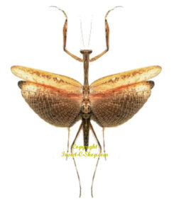 Statilia maculata ( spread )