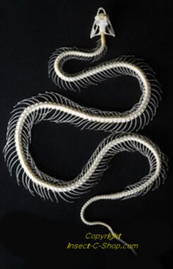 Trimeresurus albolabris - small/medium ( curved skeleton )