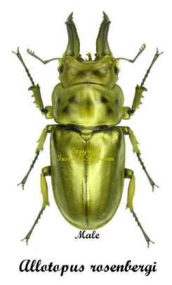 Allotopus rosenbergi