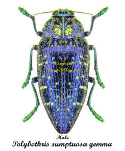 Polybothris sumptuosa gemma (5-pcs)