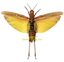Eucoptacra ceylonica ( spread )