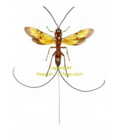 Euurobracon cephalotes cephalotes ( spread )
