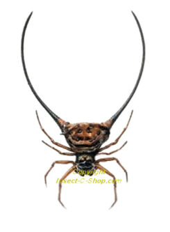 Macracantha arcuata