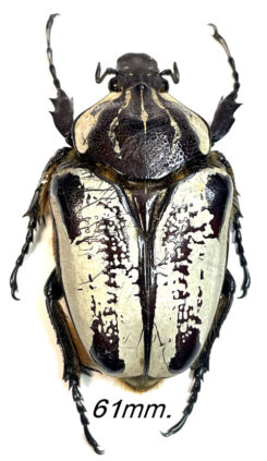 Goliathus goliatus  ab. hieroglyphicus