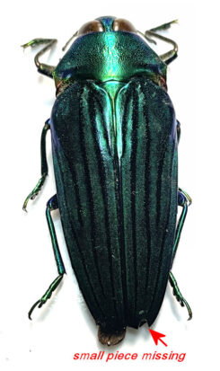 Golobogaster diviana