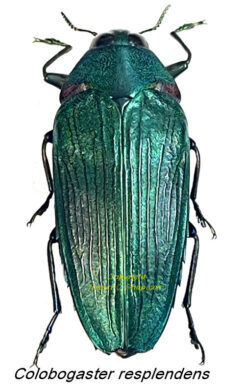 Golobogaster resplendens