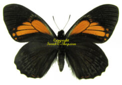 Papilio ( Pterourus ) euterpinus