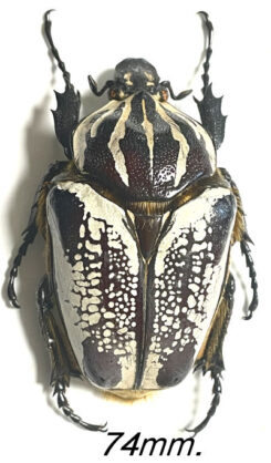 Goliathus goliatus  ab. kindanus