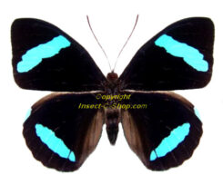 Nessaea hewitsoni