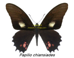 Papilio chiansiades