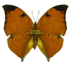 Zaretis ( Anaea ) isidora