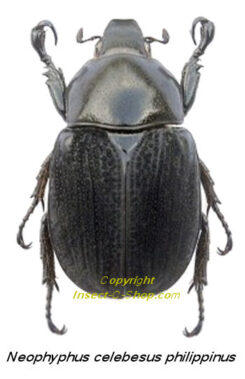 Neohyphus celebesus philippinus