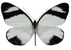 Perrhybris lorena