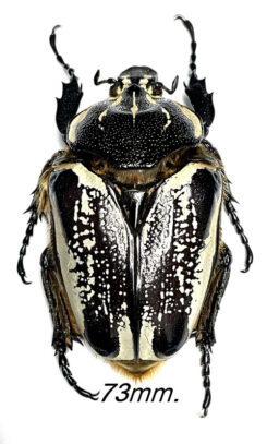 Goliathus goliatus  ab. szekessyi