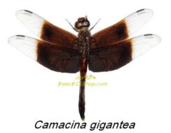 Camacina gigantea ( étalé )