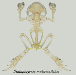 Duttaphrynus melanostictus ( skeleton )