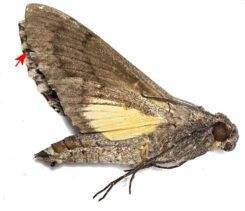 Isognathus swainsonii