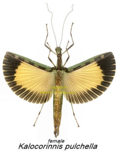 Kalocorinnis pulchella ( spread )-very rare