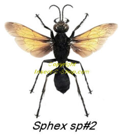 Sphex sp #02