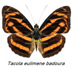 Tacola eulimene badoura